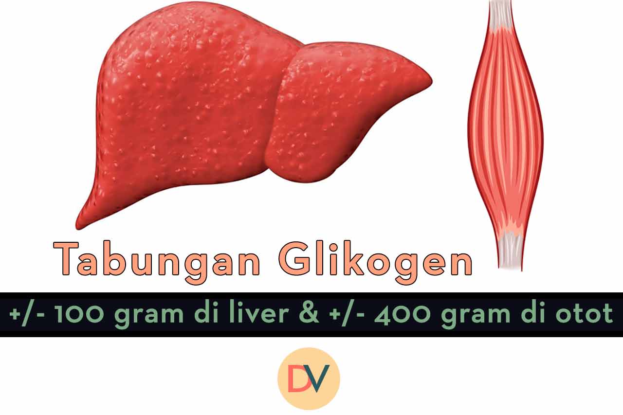 glikogen-dalam-otot