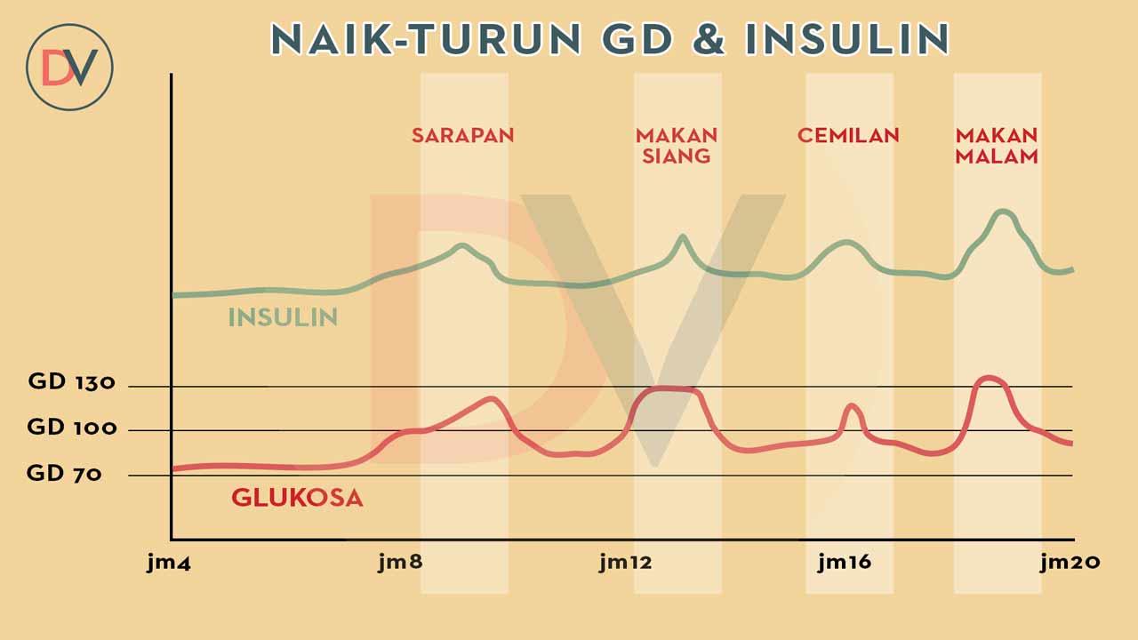 Normal-Insuln-n-Glucuse
